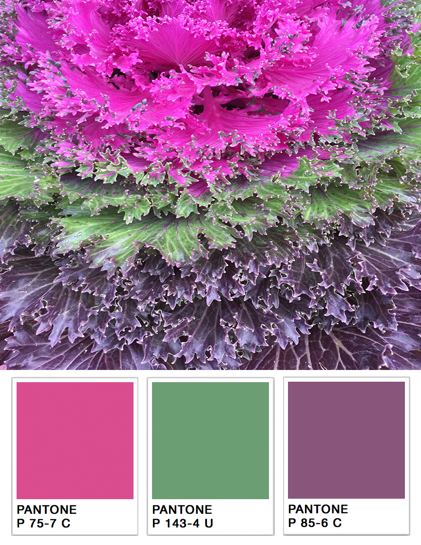 Cabbage