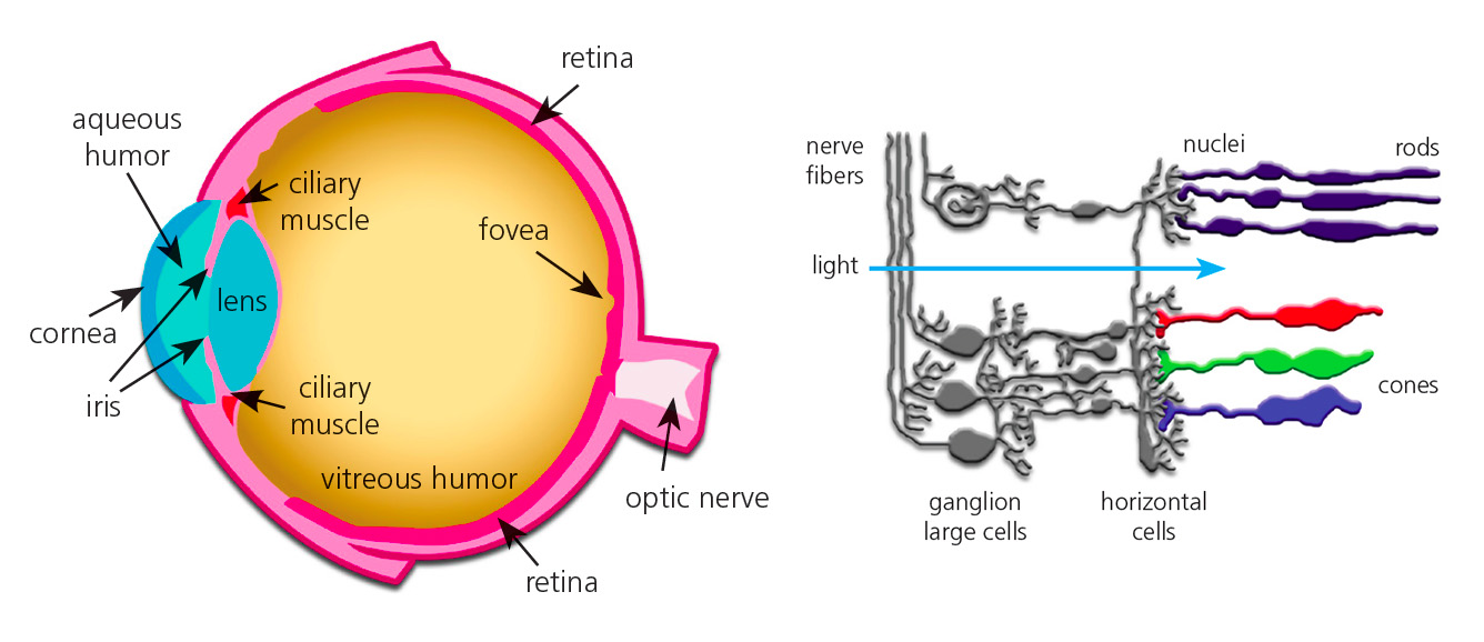 Cross section human eye rod cone color perception cells