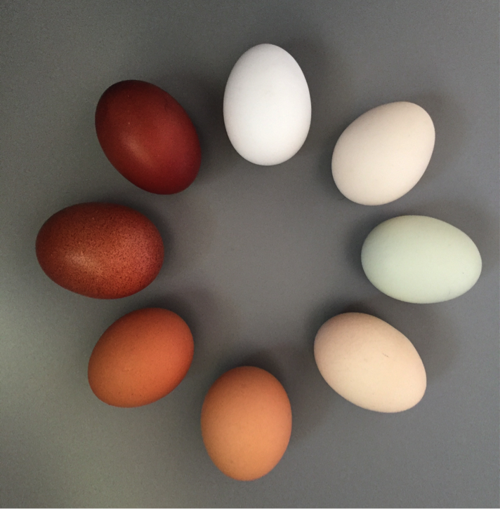 Egg 10. Яйца разного цвета. Два яйца разного цвета. Гирлянду из яиц покрашенных. Яйцо с разных сторон.