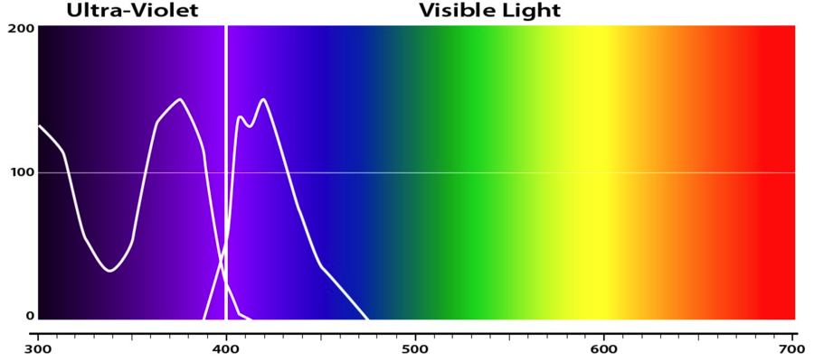 This image shows the visible spectrum on the right, and the ultraviolet region on the left. Optical brighteners work by absorbing these UV rays and reabsorbing them in the region of the spectrum that is visible to the human eye.