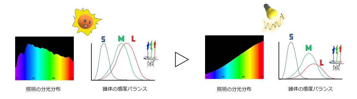 色順応に関する技術説明