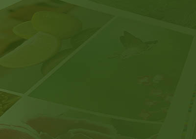 Fundamentals of Color and Appearance