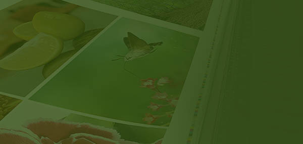 Fundamentals of Color and Appearance