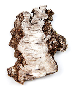 Historias poco comunes: Corteza de árbol