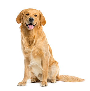 Unusual Stories: Golden Retriever