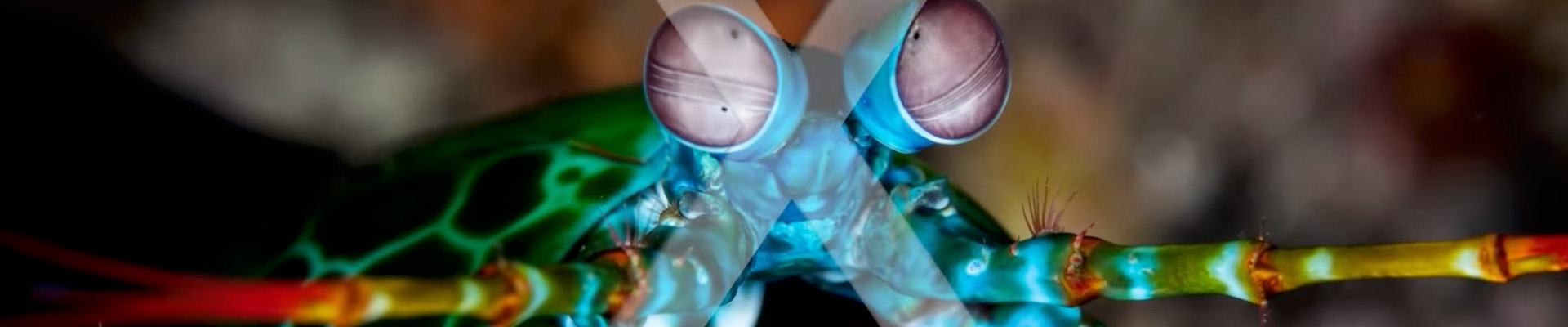 X-Means Launch Event 