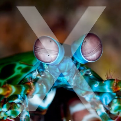 X-Means Launch Event 